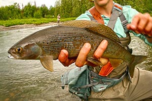 Spin fishing tactics for Alaska arctic grayling.