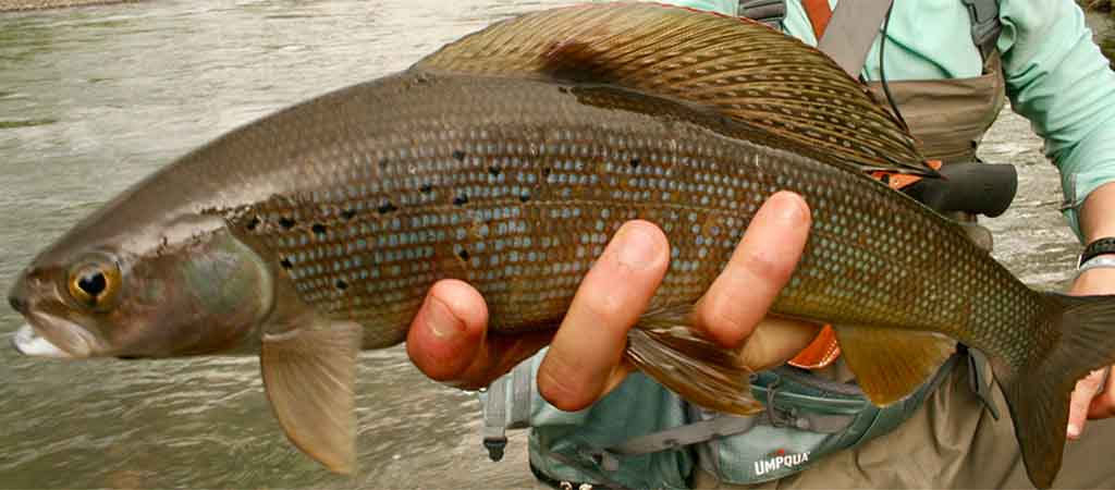 Alaska grayling fishing on Lake Creek.