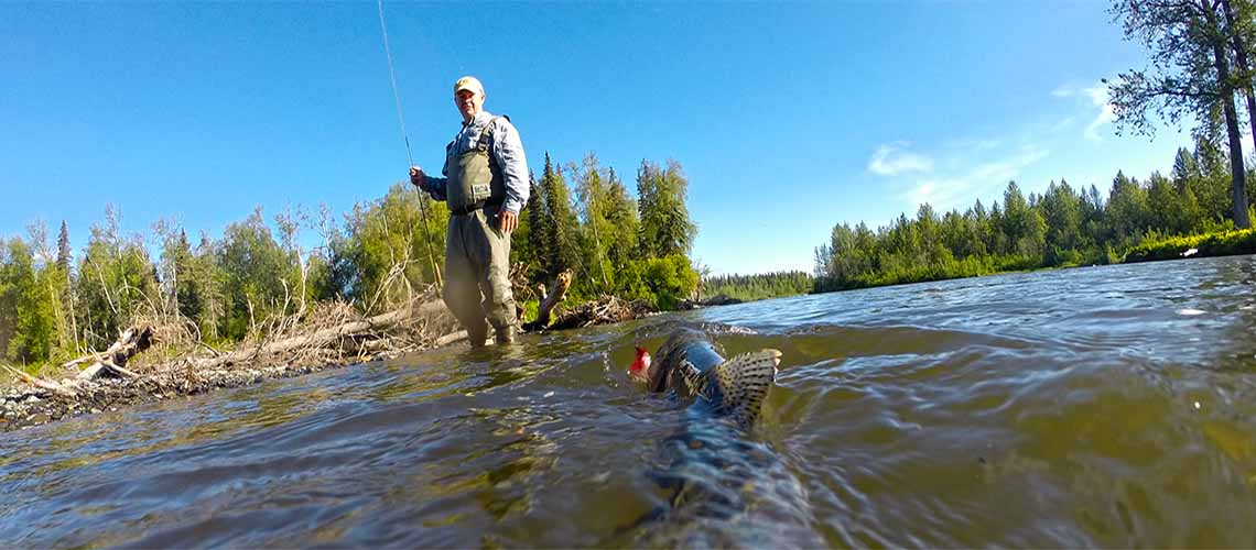 Nice rainbow trout caught while fly fishing at our Alaska lodge.