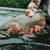 Alaska trout fishing adventures in remote Alaska fly-in from Anchorage.