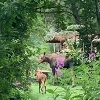 Alaska wildlife viewing at Wilderness Place Lodge remote out of Anchorage.
