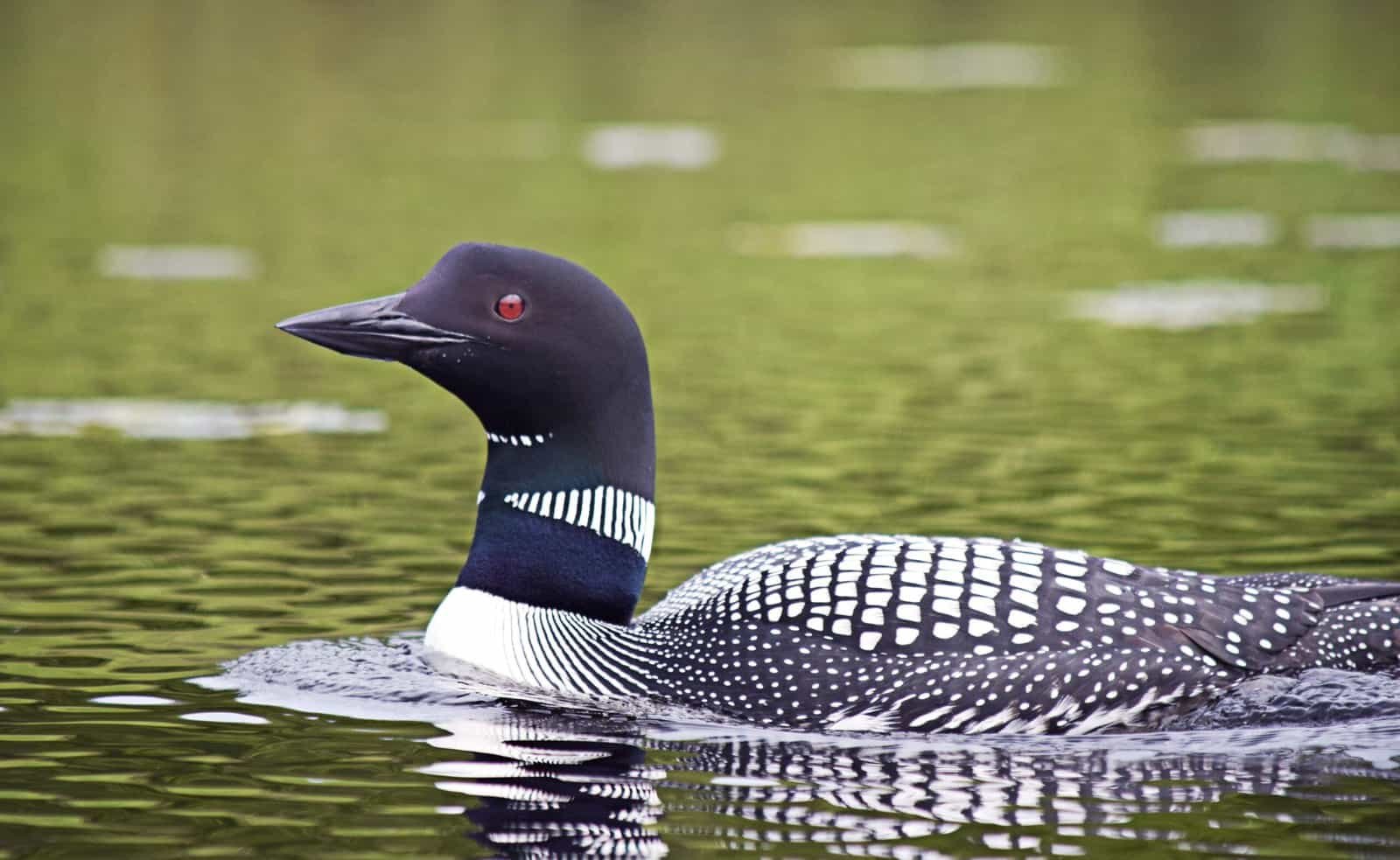 A beautiful common loon in Alaska at Solitude Island Retreat photography by an adventurous couple from Wilderness Place Lodge.
