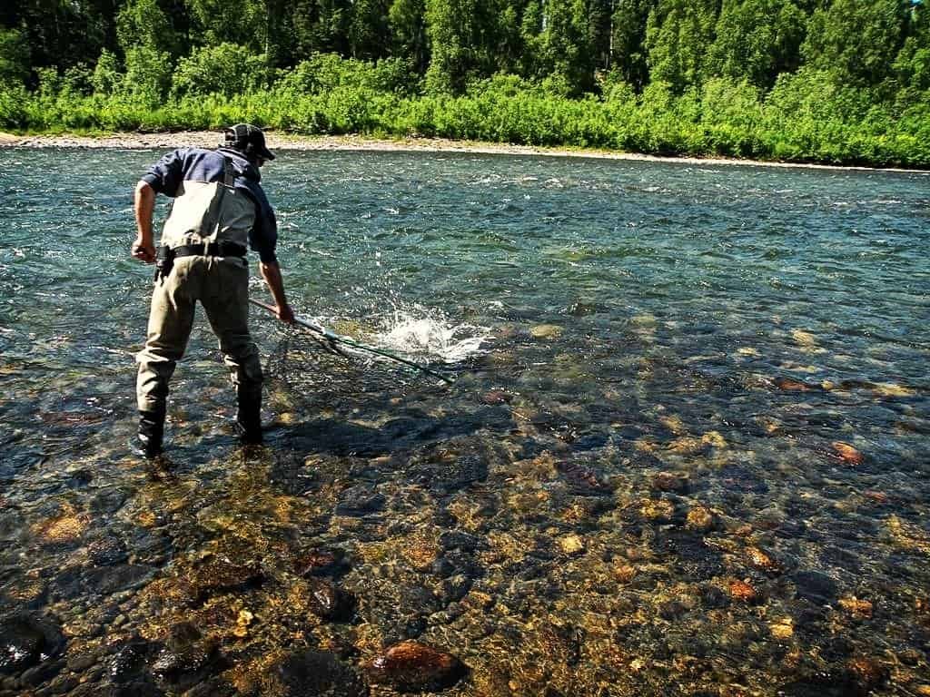 Landing a big salmon on a remote Alaska family fishing trip.