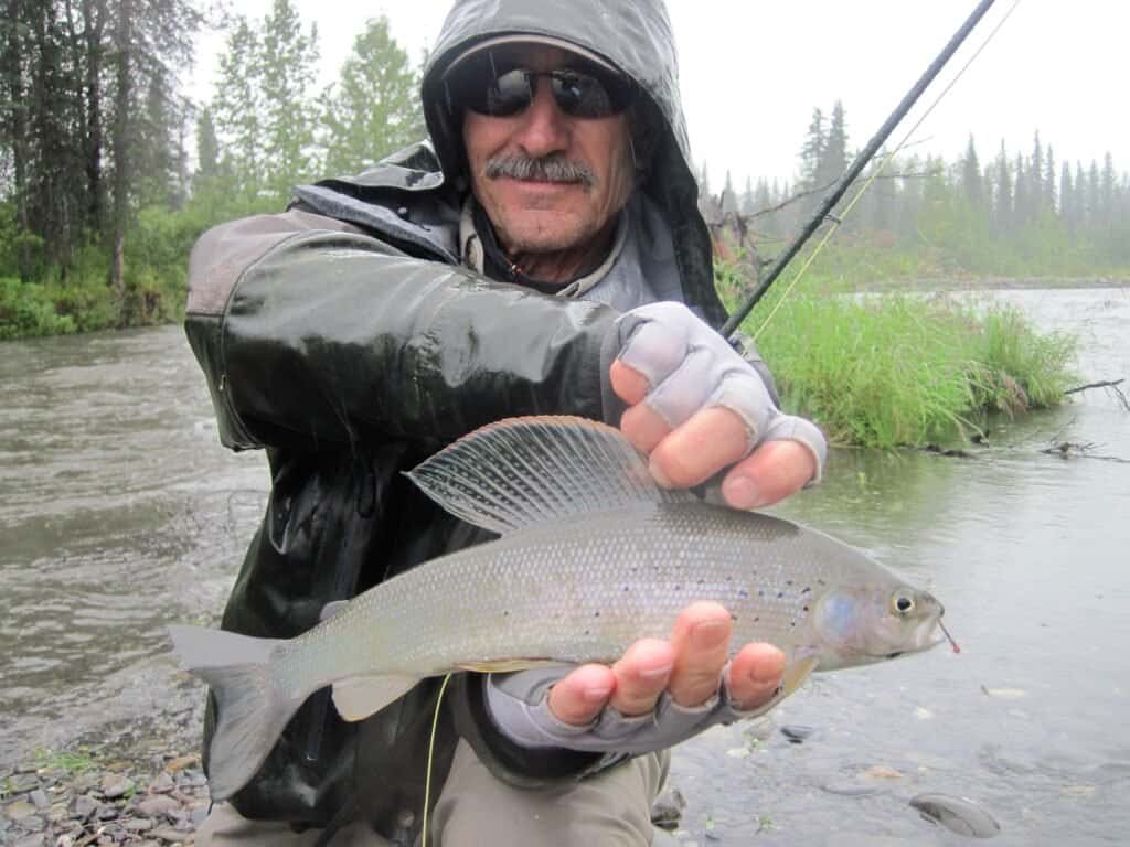 Remote Alaska arctic grayling caught by fly fishing at Wilderness Place Lodge.