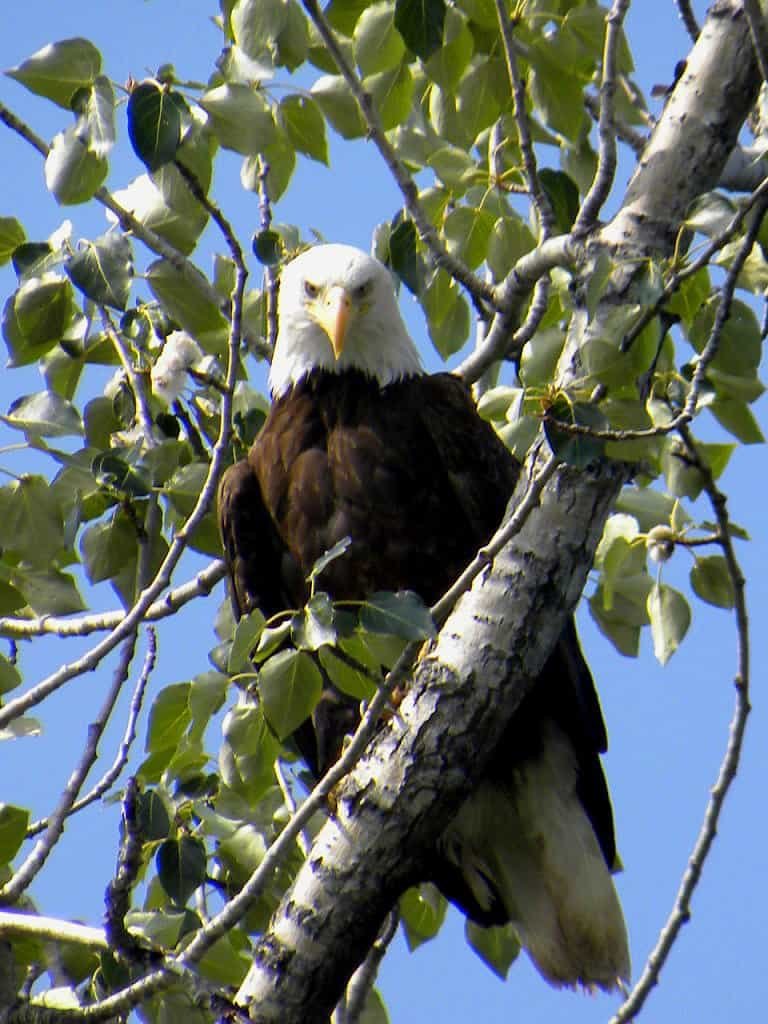 Bald eagle sightings are a daily occurrence at Wilderness Place Lodge in remote Alaska.